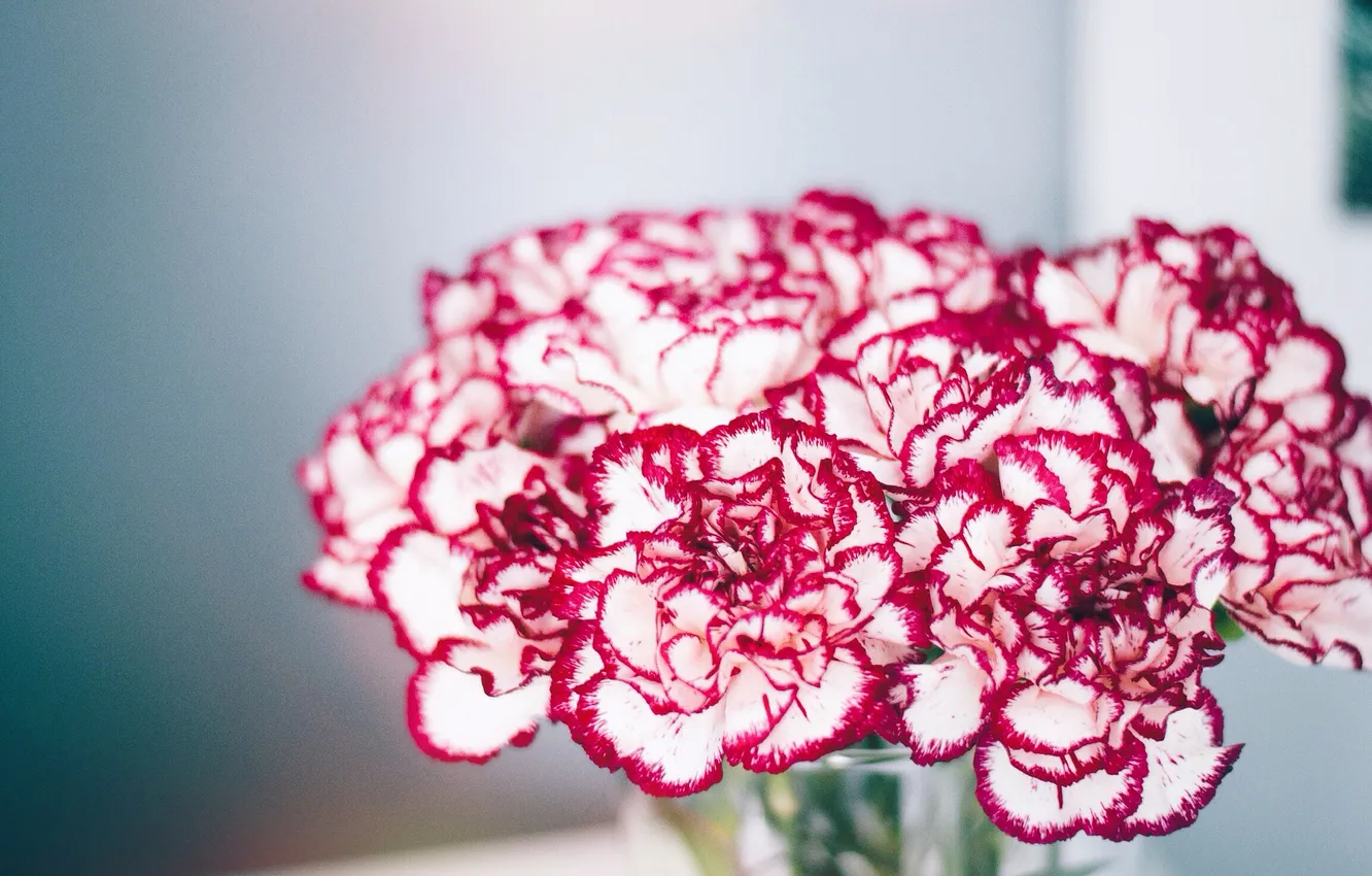 Photo wallpaper flowers, petals, clove