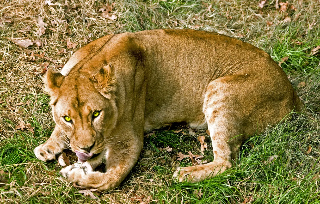 Photo wallpaper language, cat, grass, look, lioness