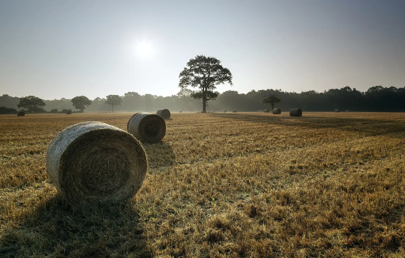 Photo wallpaper field, landscape, hay