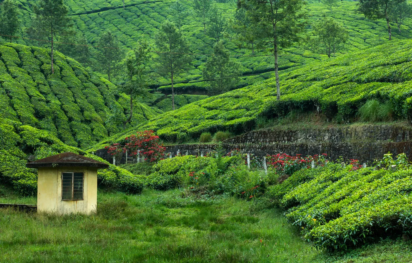 Photo wallpaper nature, tea plantation, Western Ghats, southern India