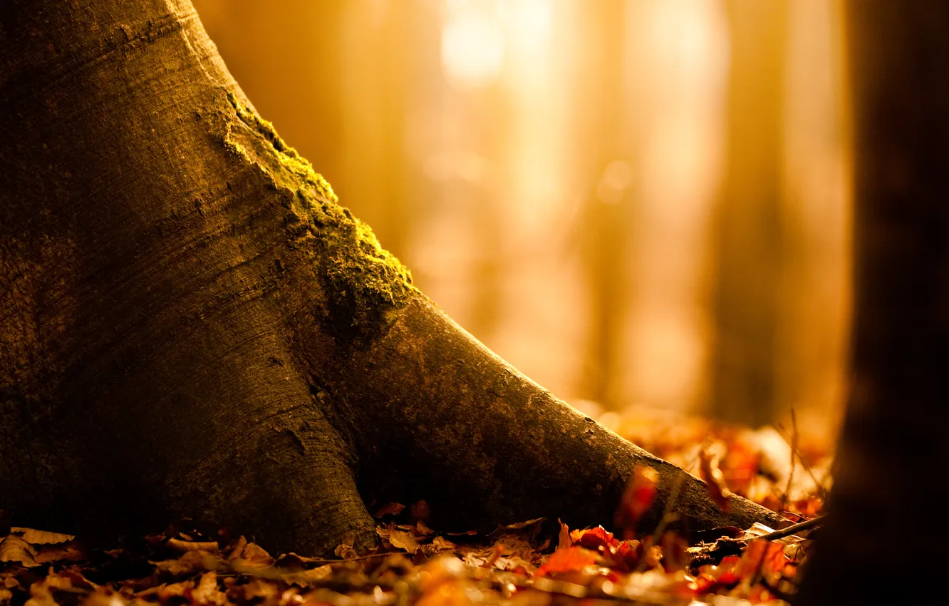 Photo wallpaper autumn, trees, nature, foliage