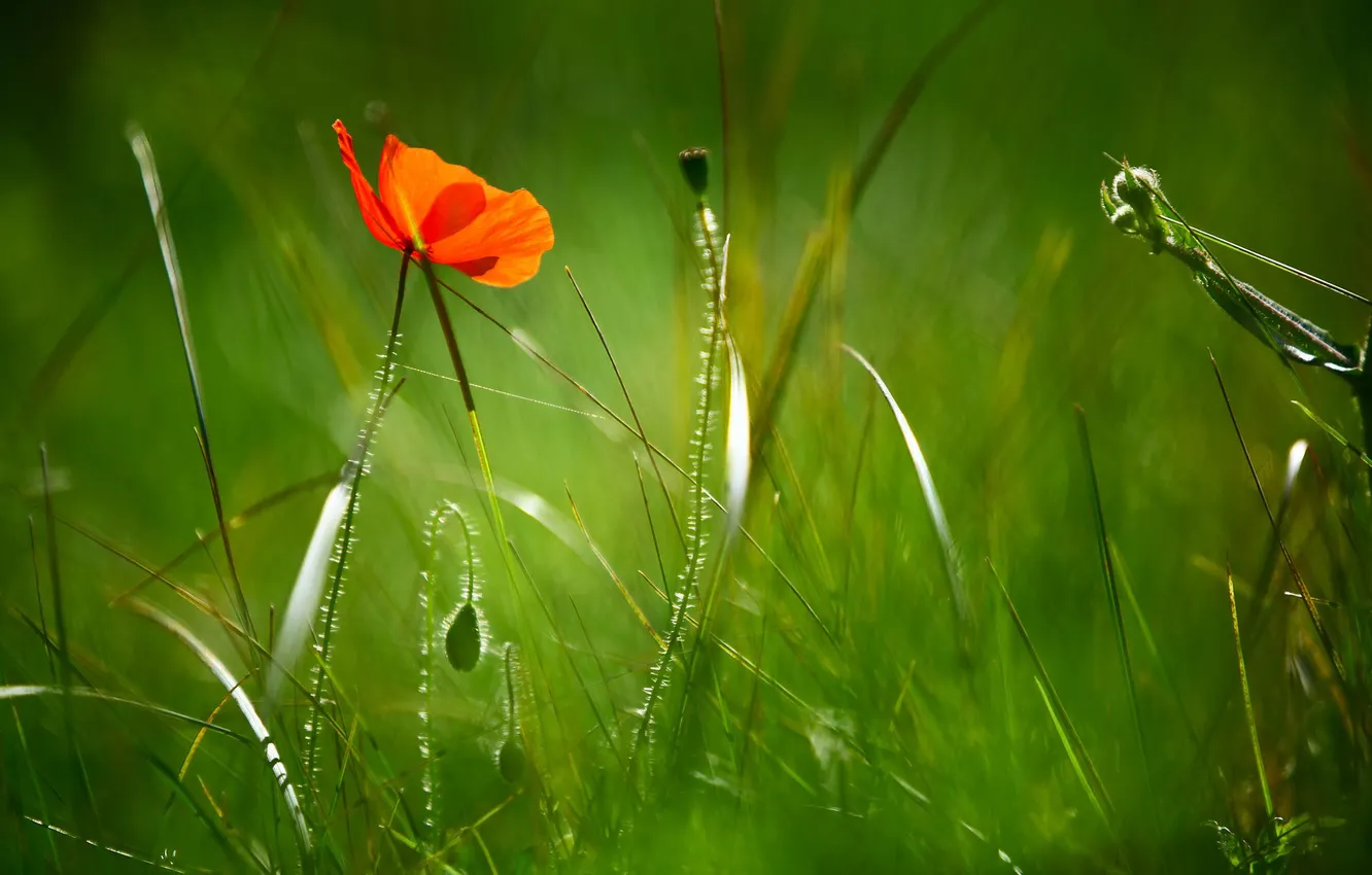 Photo wallpaper greens, field, grass, macro, flowers, nature, Mac