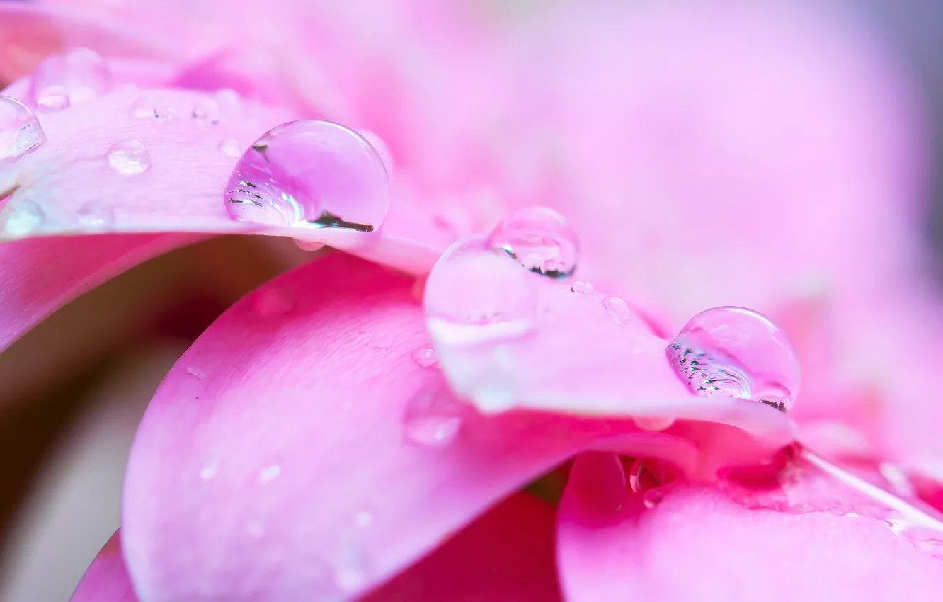 Photo wallpaper flower, water, drops, macro, Rosa, pink, petals