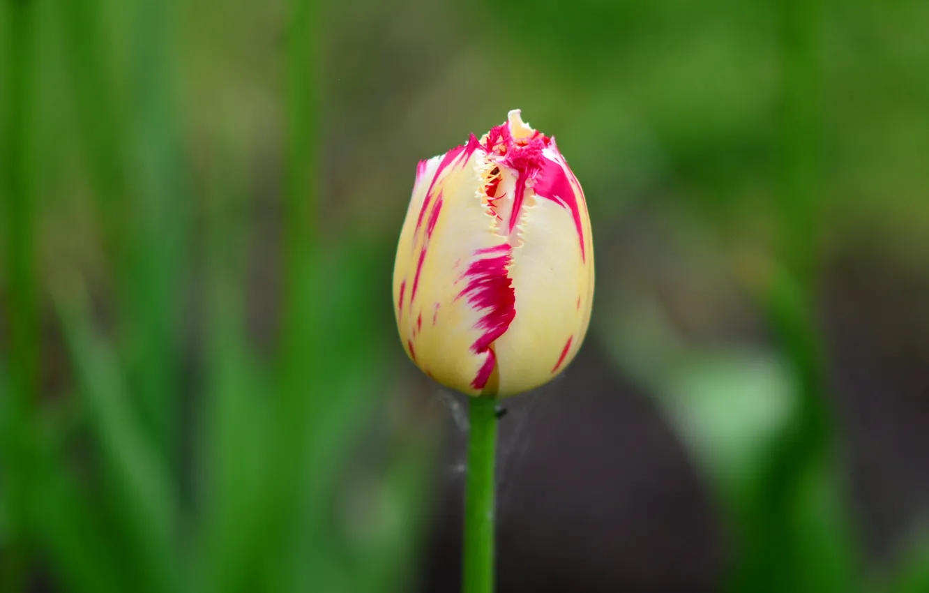 Photo wallpaper flower, Tulip, stem, Bud, bokeh