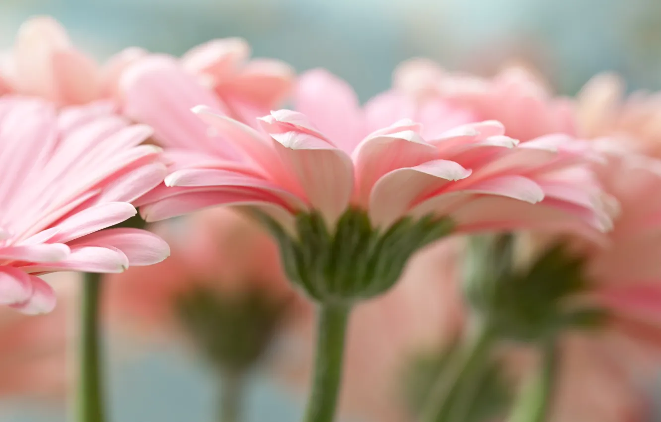 Photo wallpaper macro, flowers, petals, pink, gerbera