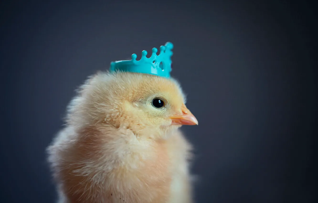 Photo wallpaper background, chickens, crown