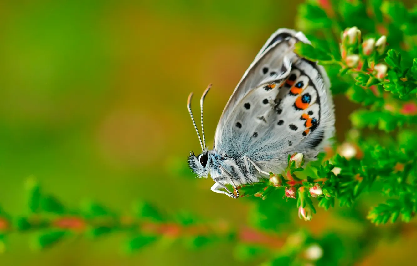 Photo wallpaper macro, butterfly, Blue