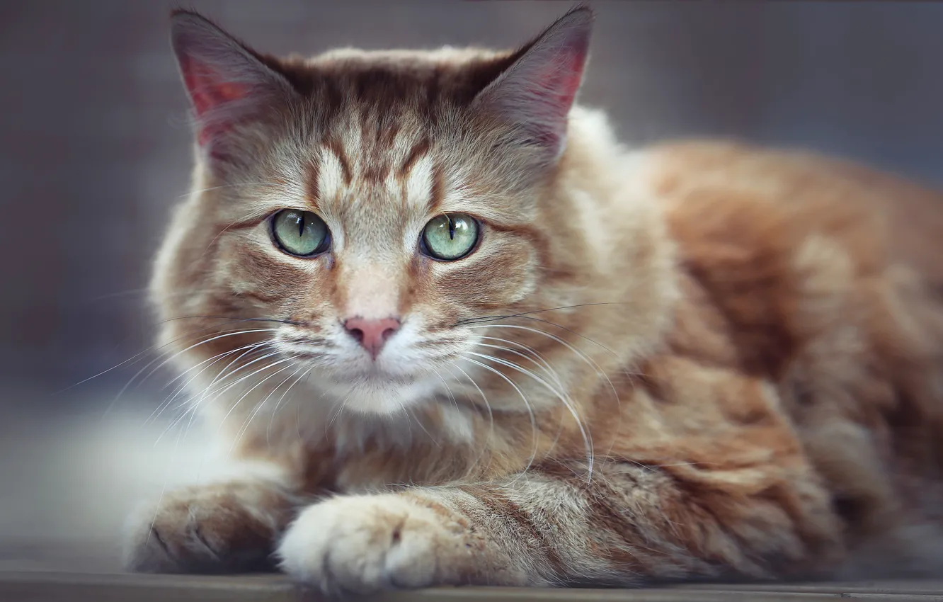 Photo wallpaper cat, look, red, muzzle, cat