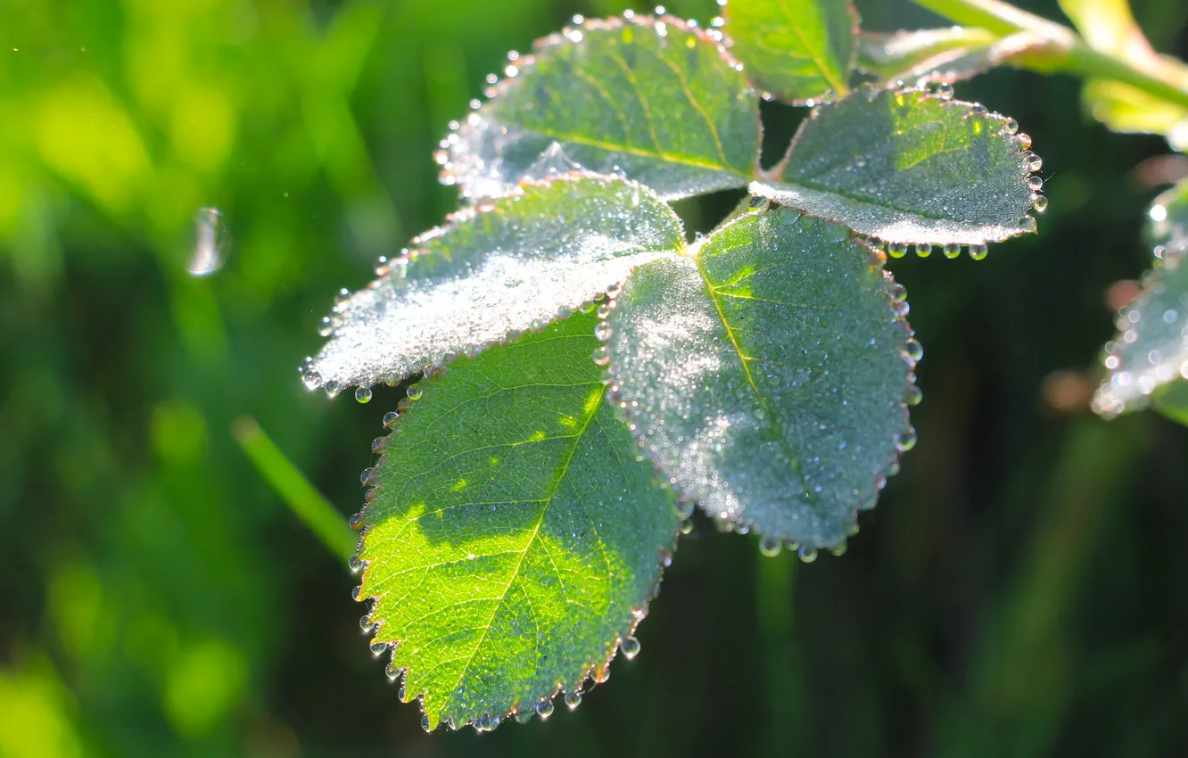Photo wallpaper drops, leaf, plant