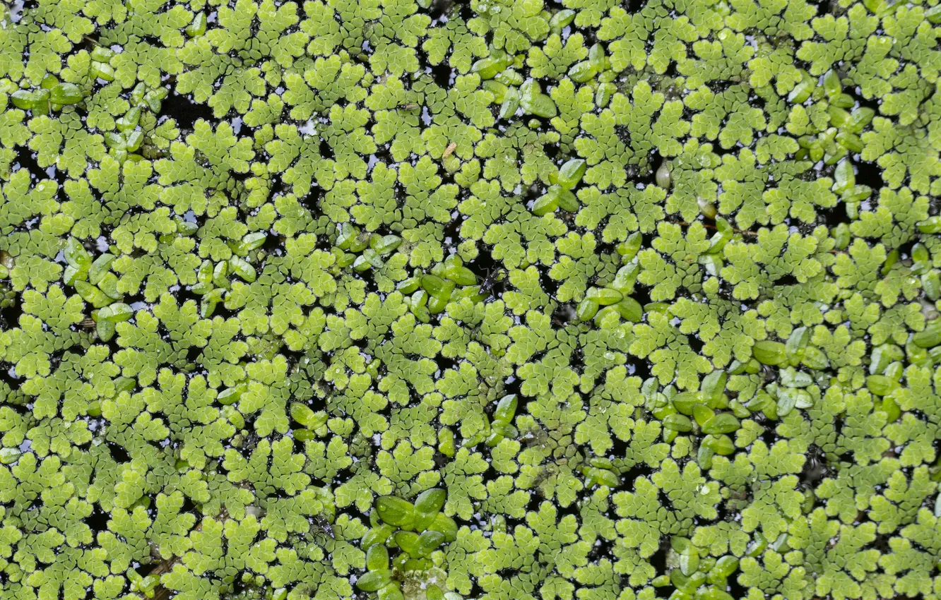 Photo wallpaper greens, leaves, background, a lot