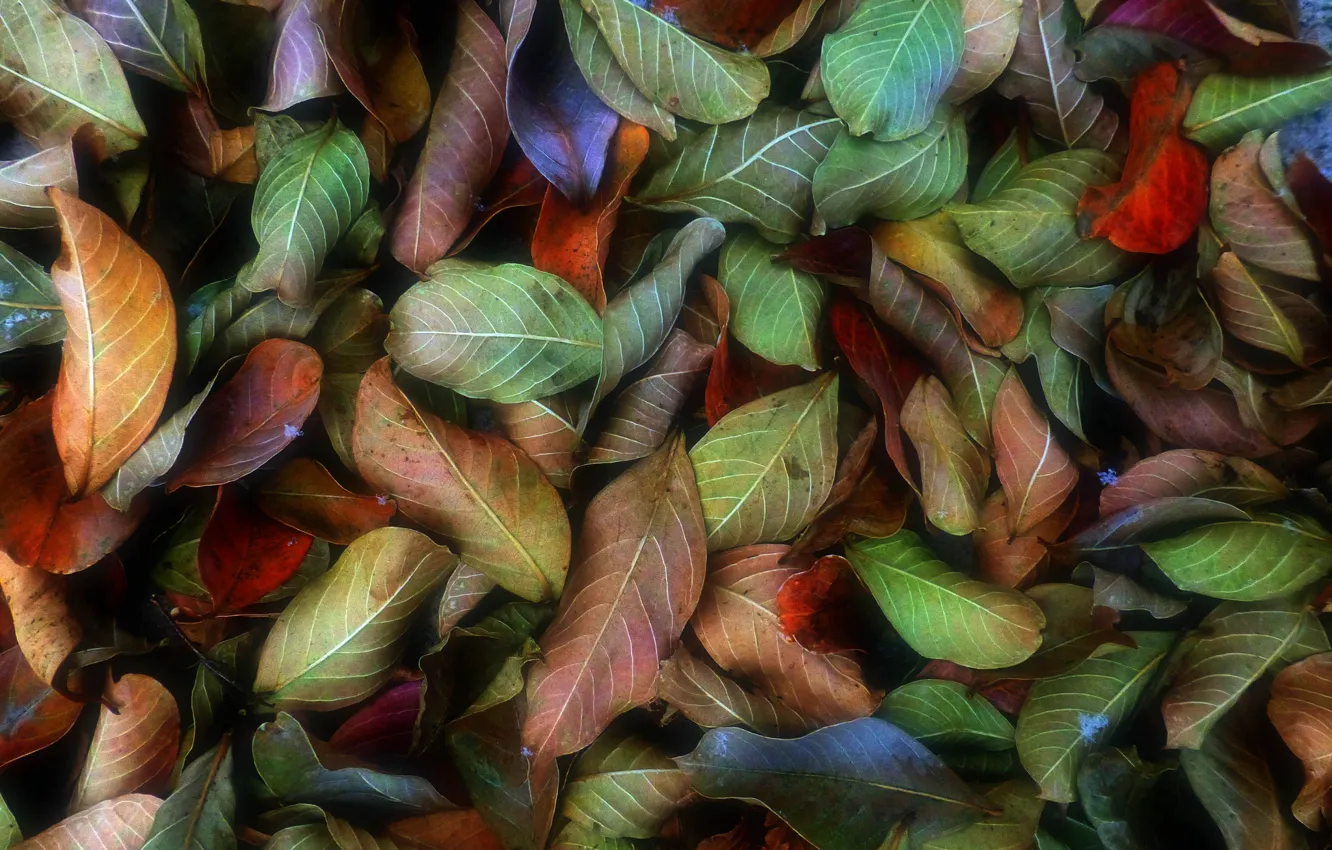Photo wallpaper autumn, leaves, nature, paint