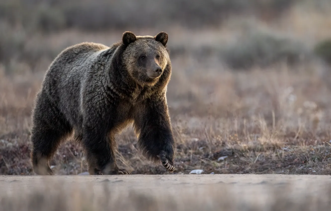 Photo wallpaper nature, bear, walk