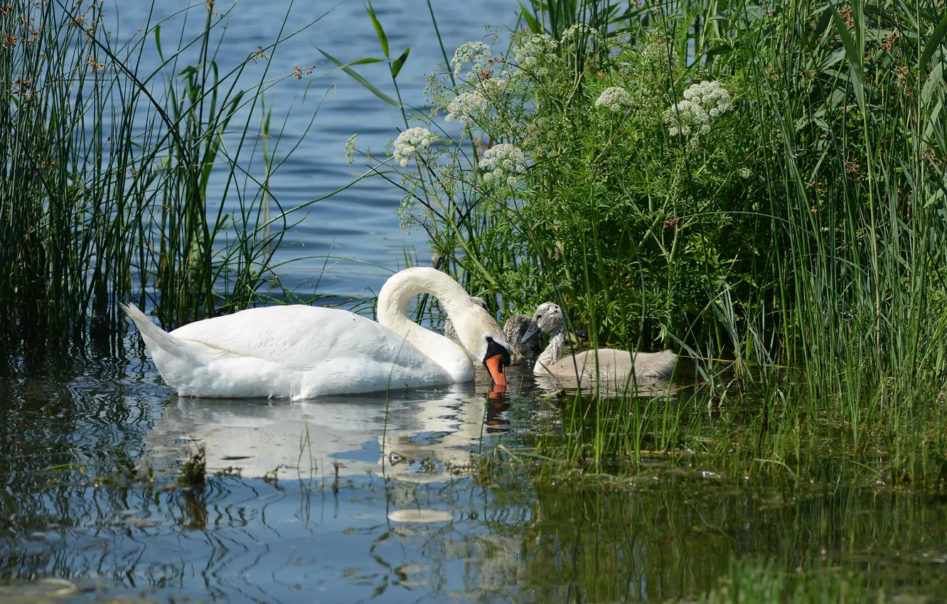 Photo wallpaper birds, lake, Swan, Chicks