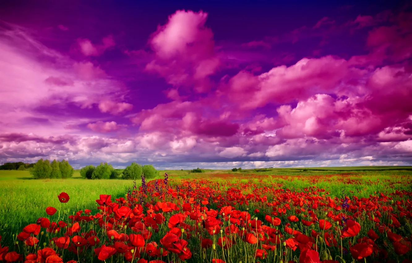 Photo wallpaper field, the sky, grass, clouds, trees, landscape, Maki, red