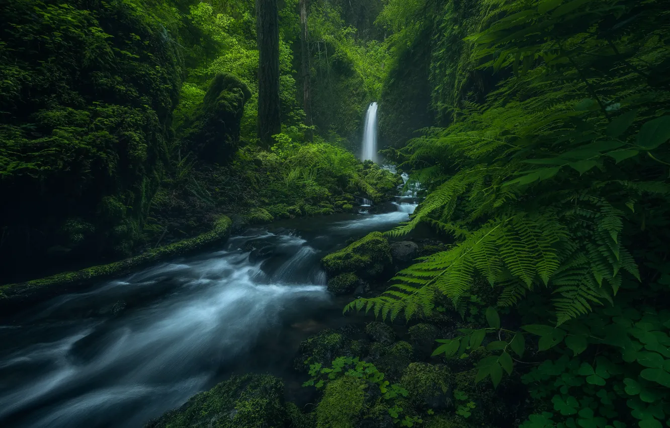 Photo wallpaper forest, trees, nature, river, stream, waterfall, green background