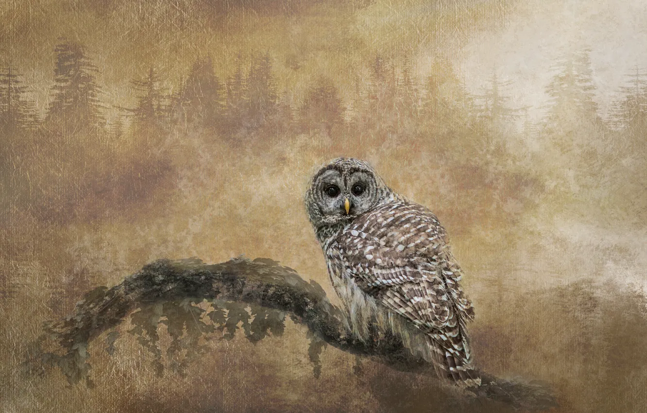 Photo wallpaper branches, owl, bird, treatment, owl