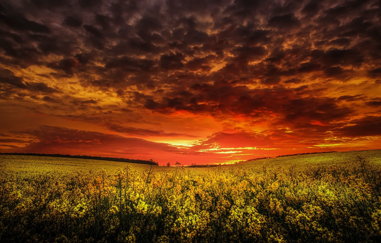 Photo wallpaper the sky, sunset, rapeseed field