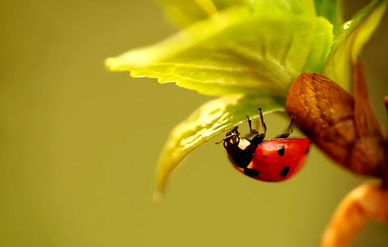 Photo wallpaper leaves, plant, ladybug, beetle, insect