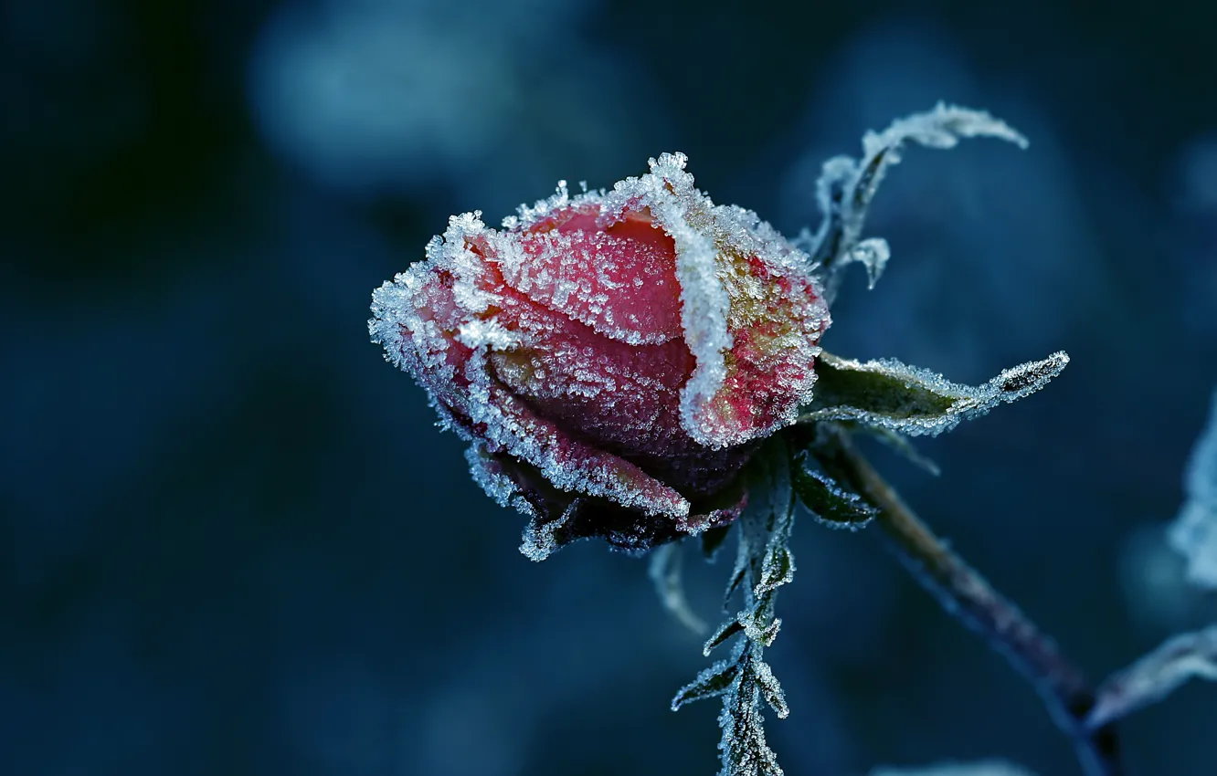 Photo wallpaper frost, rose, Bud