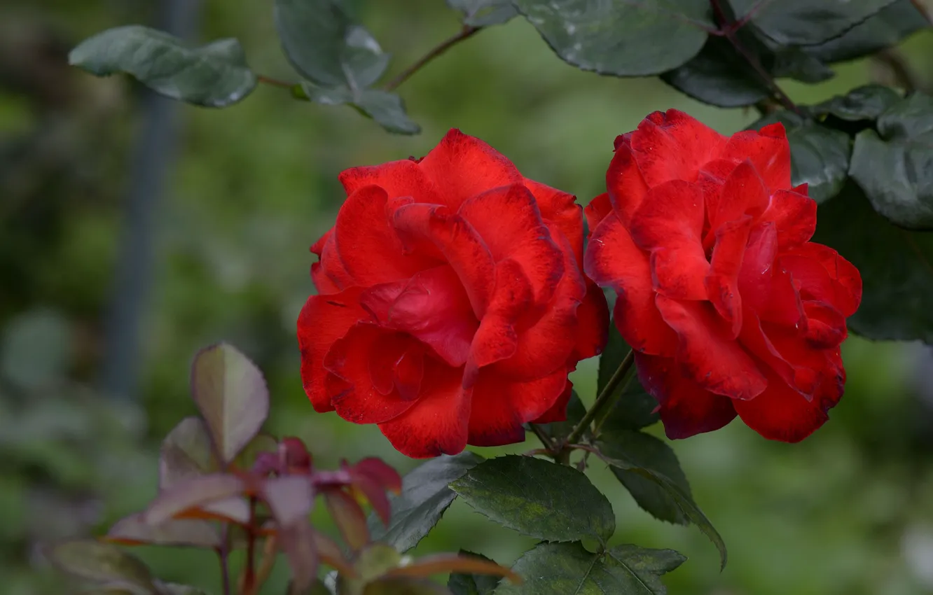 Photo wallpaper roses, garden, red, buds