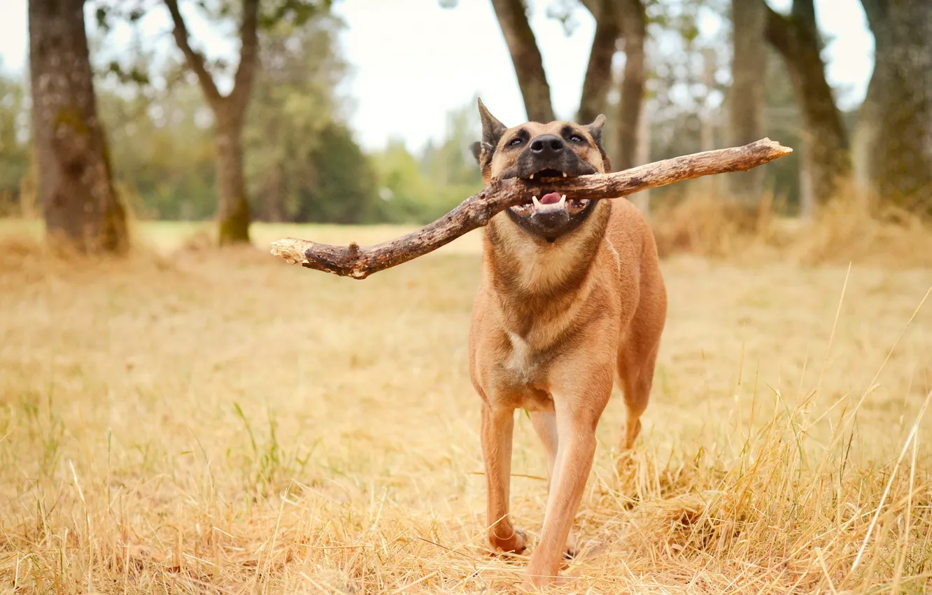 Photo wallpaper background, dog, stick