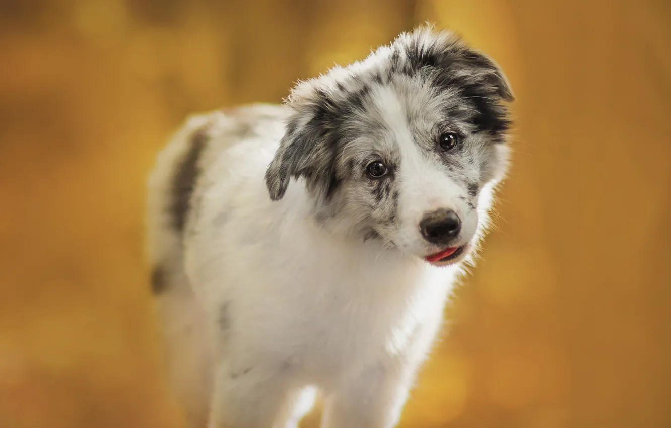 Photo wallpaper language, white, look, orange, yellow, background, dog, baby