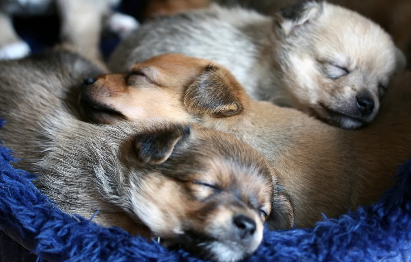 Photo wallpaper dogs, comfort, puppies