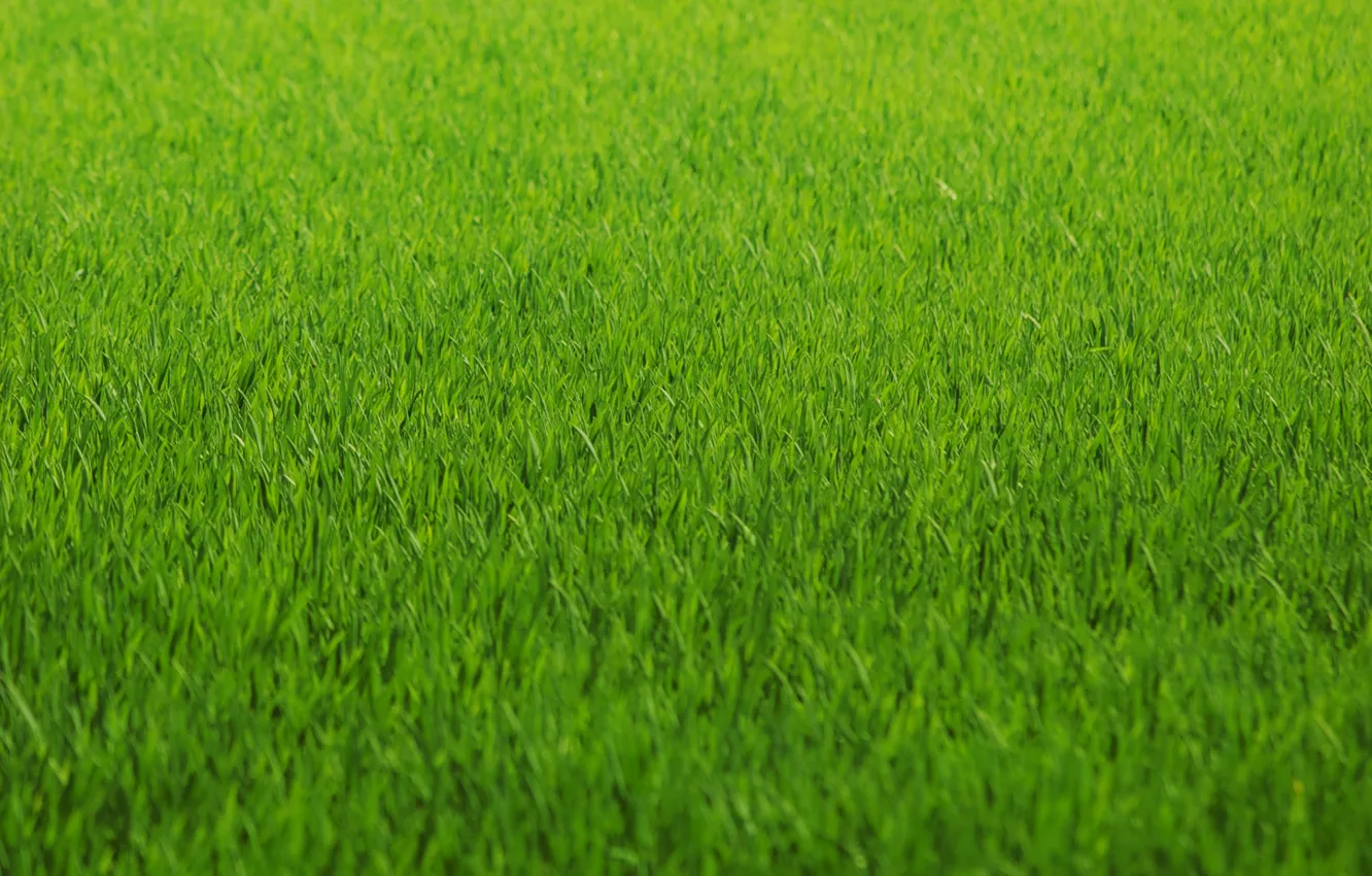 Photo wallpaper greens, grass, lawn, green, color, Texture