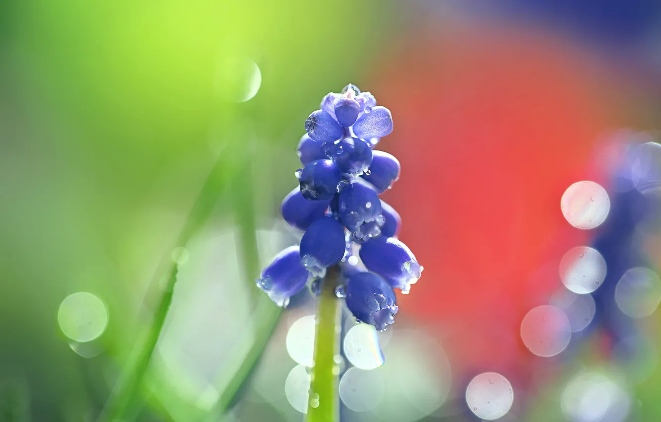Photo wallpaper drops, flowers, spring, blue, bokeh, Muscari