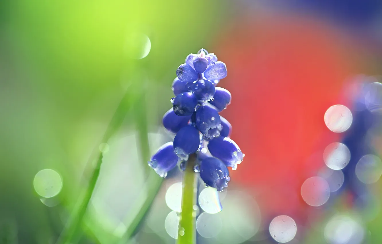 Photo wallpaper drops, flowers, blue, spring, bokeh, Muscari
