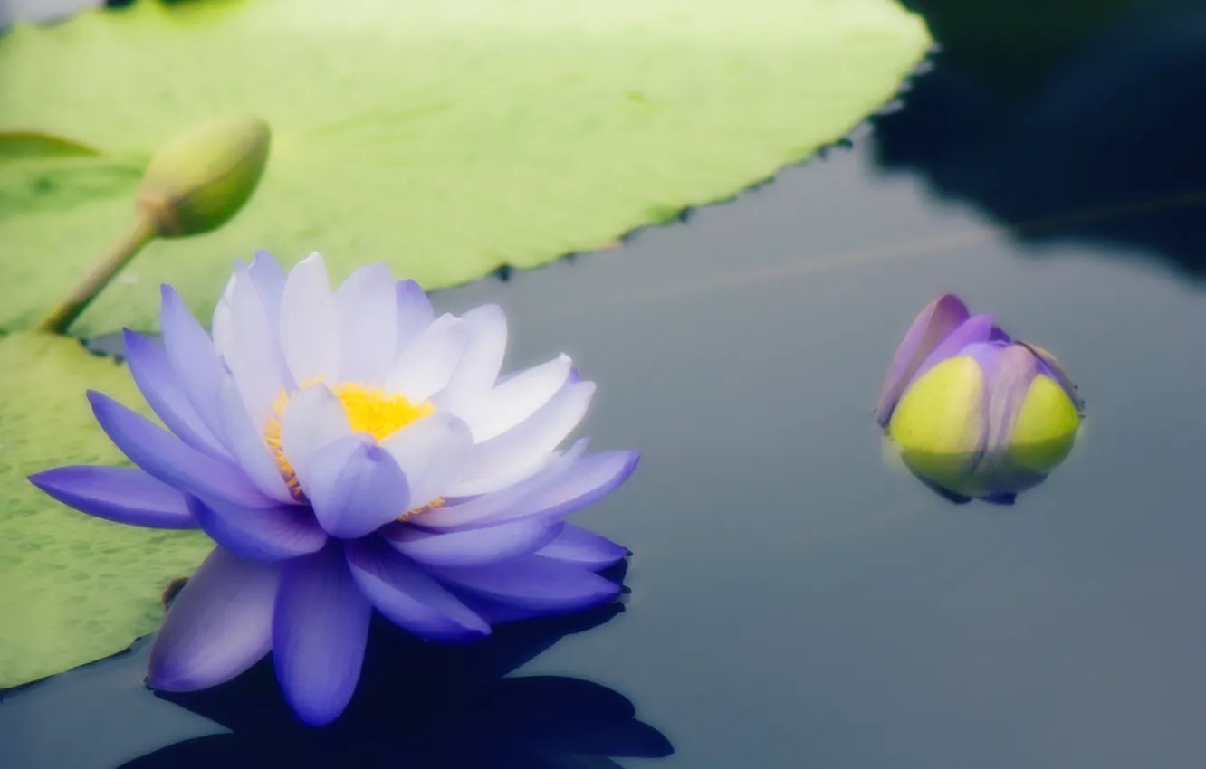 Photo wallpaper flower, blue, Water Lily