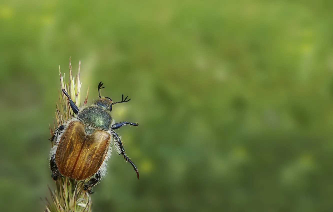 Photo wallpaper green, beetle, minimalism, hi