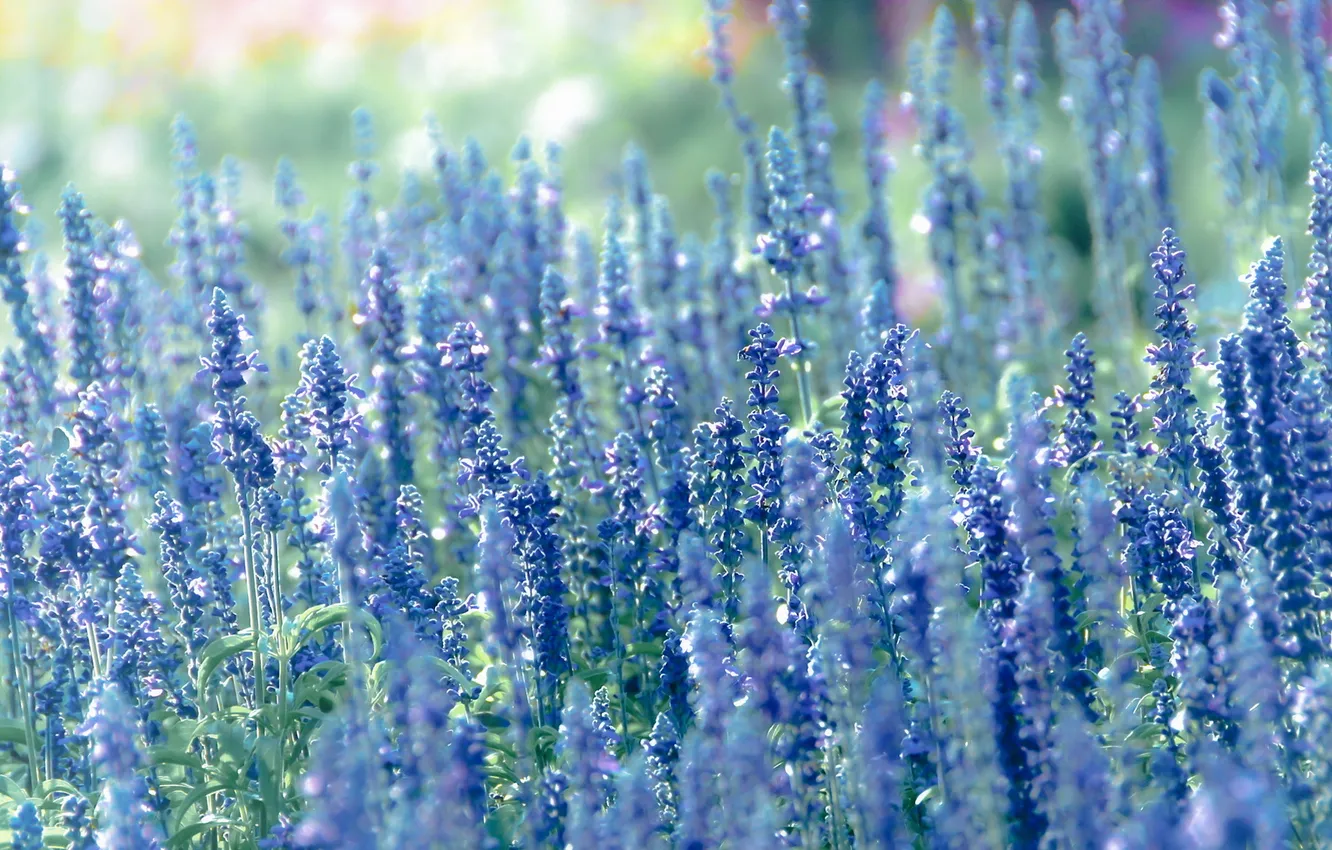 Photo wallpaper summer, flowers, nature