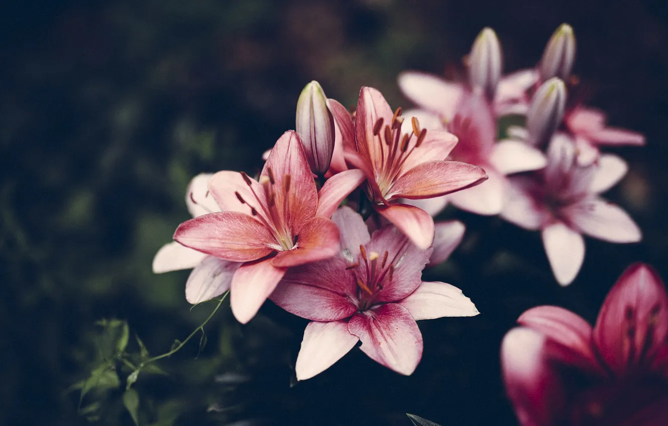 Photo wallpaper flowers, Lily, petals, pink