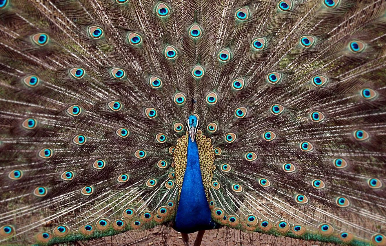 Photo wallpaper feathers, peacock, male