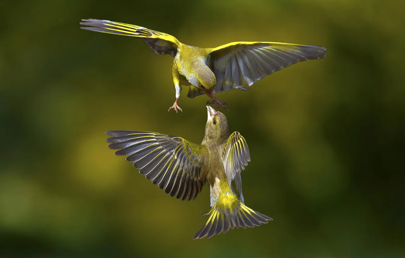 Photo wallpaper flight, birds, nature, wings, color, fighting
