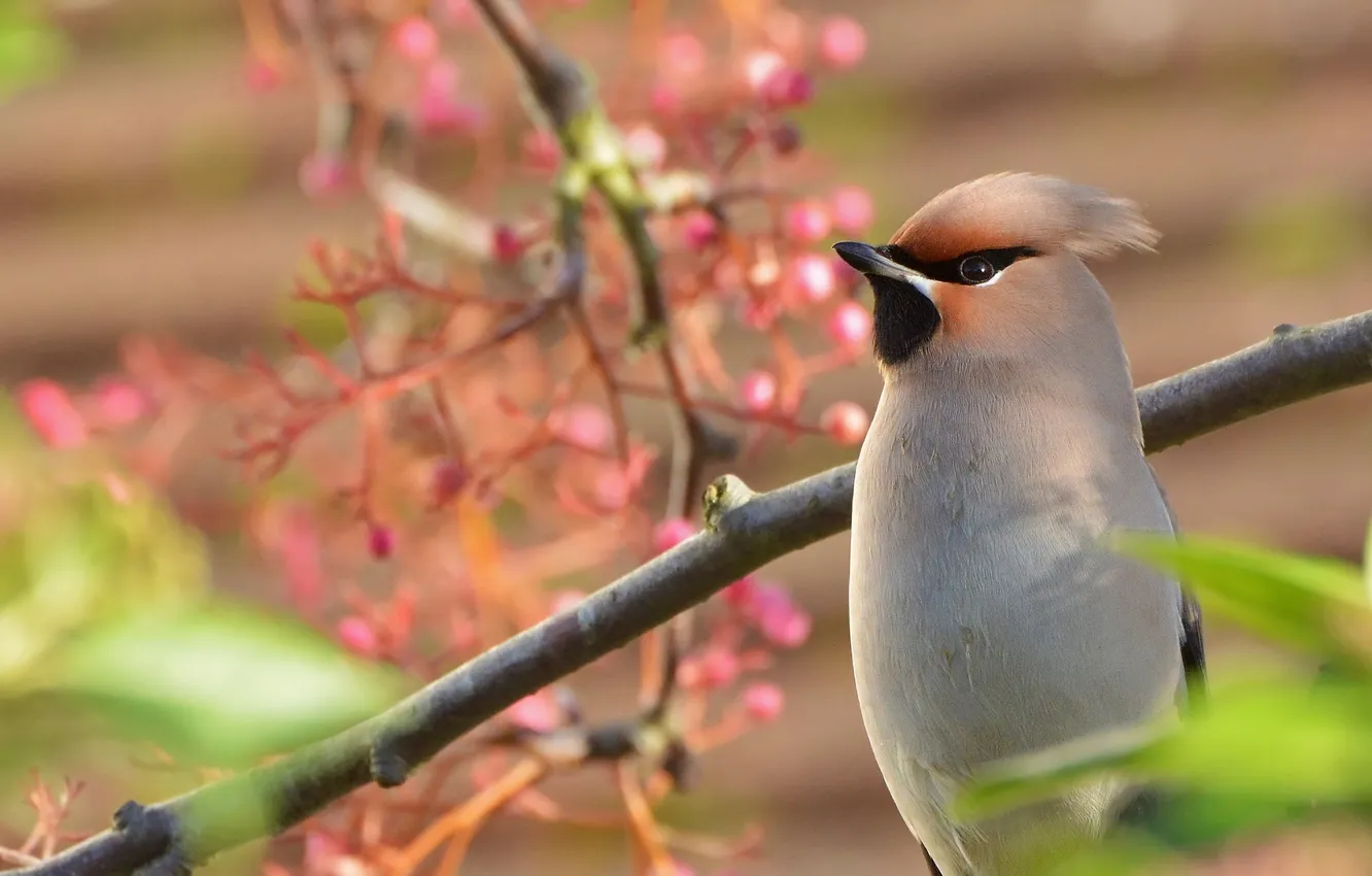 Photo wallpaper leaves, branches, bird