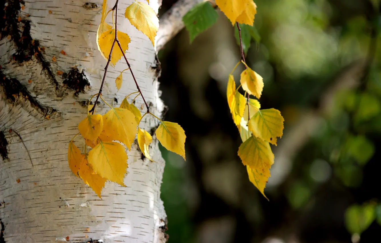 Photo wallpaper autumn, leaves, nature, birch