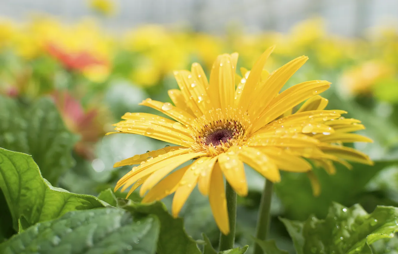 Photo wallpaper leaves, petals, gerbera, flowering