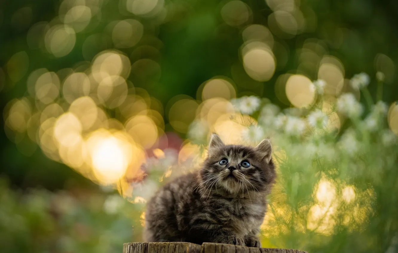 Photo wallpaper glare, baby, kitty, Yuriy Korotun