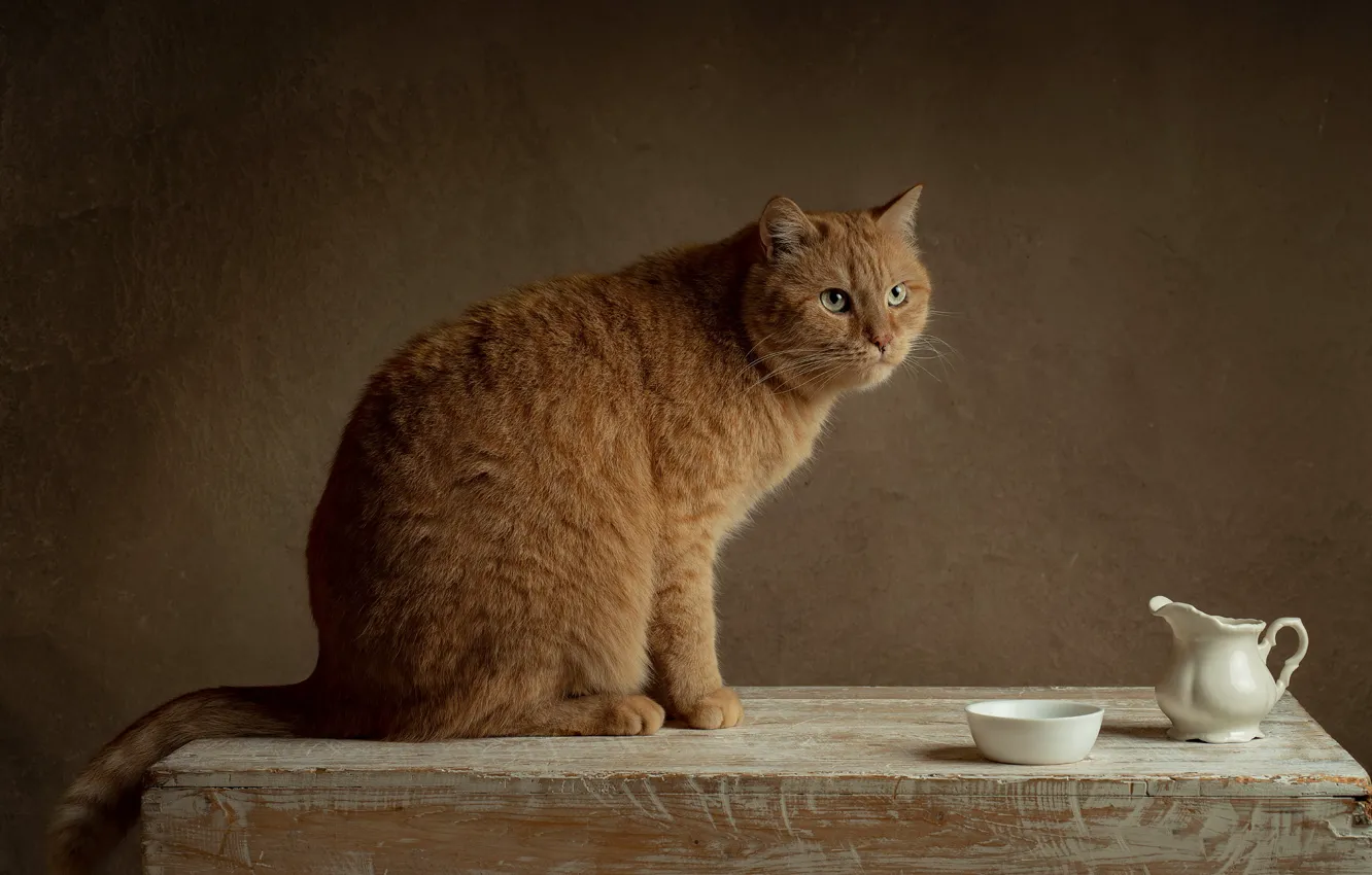 Photo wallpaper hands, red, cat, pose, milk, pitcher, cat