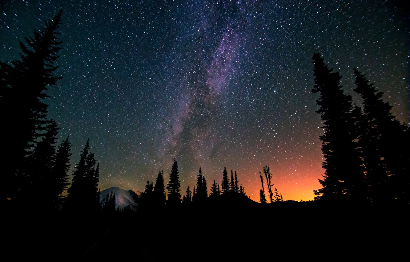 Photo wallpaper forest, space, stars, trees, night, space, the milky way