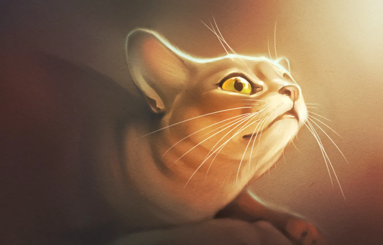 Photo wallpaper cat, mustache, look, art, Milota