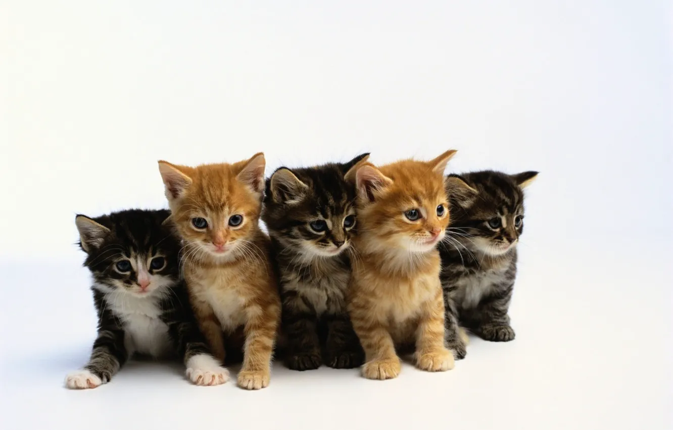 Photo wallpaper kittens, kids, cute