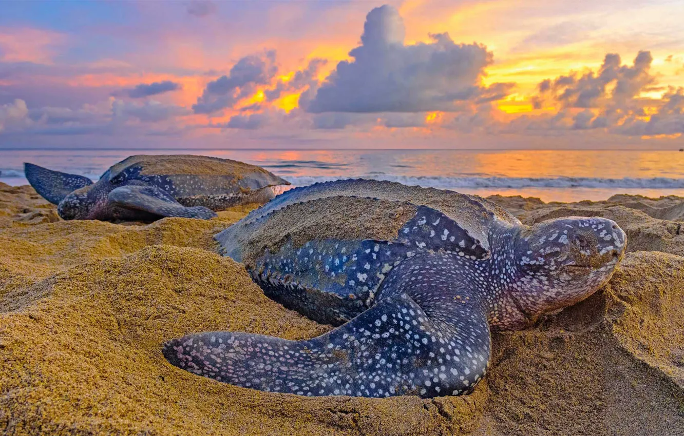 Photo wallpaper sand, reptile, leatherback turtle