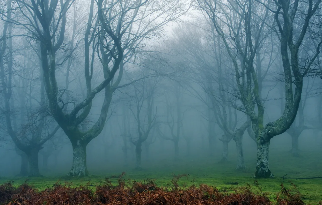 Photo wallpaper forest, landscape, nature, fog