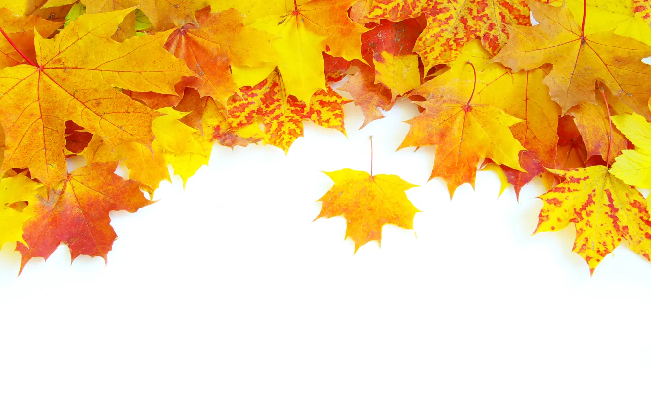 Photo wallpaper autumn, leaves, veins, brightness, heap