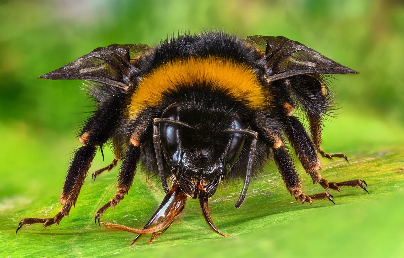Photo wallpaper macro, bee, insect, bumblebee
