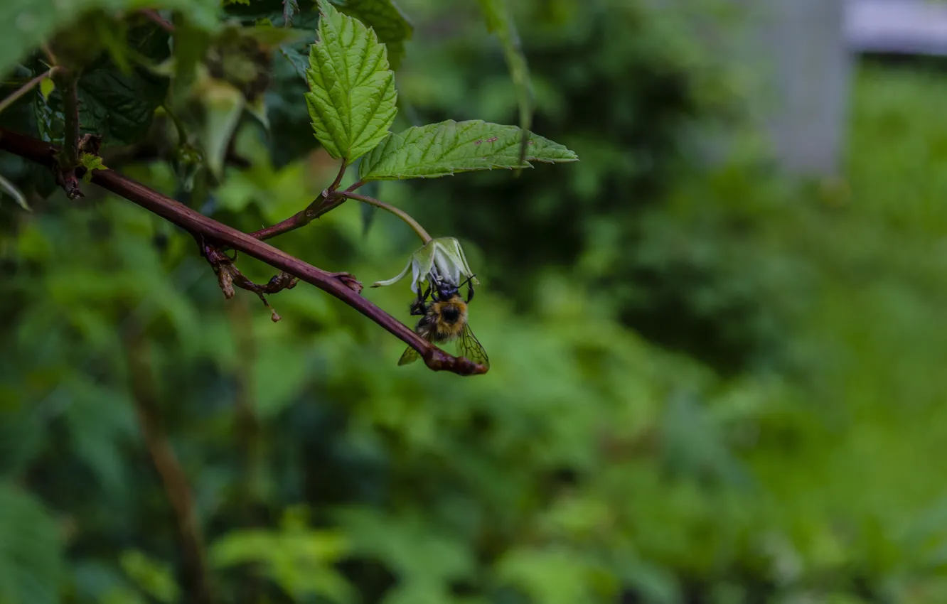 Photo wallpaper greens, summer, leaves, macro, plant, insect, pollination, bee in flight