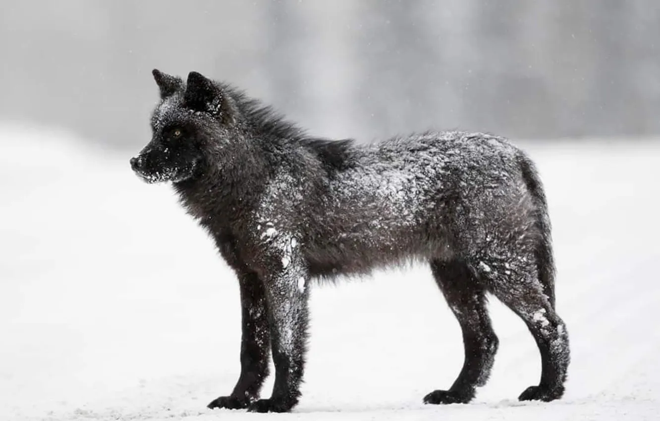 Photo wallpaper Predator, nature, snow, face, animal, wolf, canis lupus, wildlife